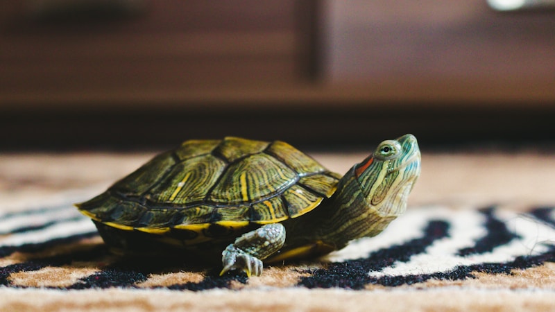 亀を飼うと貧乏になるって本当?言い伝えの意味と後悔しない飼育費用のリアル